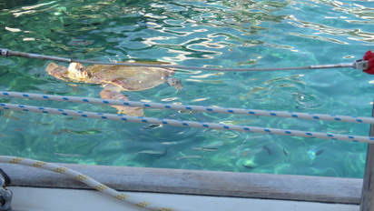 Kastellorizo e le incredibili tartarughe che nuotano tranquille nel porto di Megisti