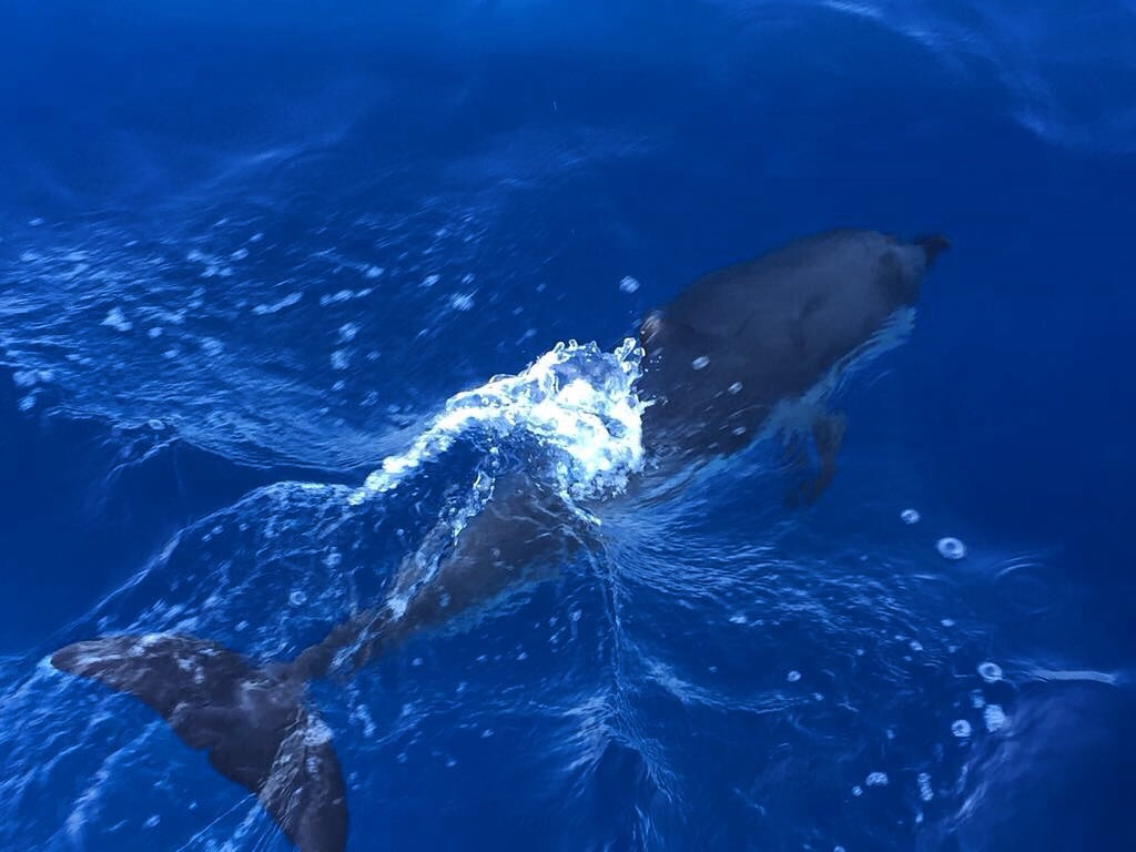 delfini nel mar Egeo